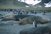 elephant seals