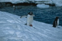 snowboarding penguin