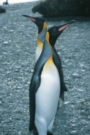 twinpenguins