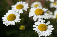 daisies