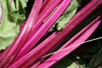 rhubarb